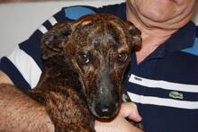 BLUES, Hund, Podenco-Galgo Español-Mix in Spanien - Bild 10