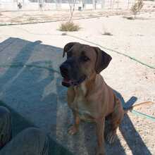 PONGO, Hund, Ca de Bou-Mix in Spanien - Bild 10