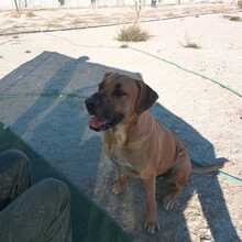 PONGO, Hund, Ca de Bou-Mix in Spanien - Bild 12