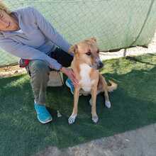 PONGO, Hund, Ca de Bou-Mix in Spanien - Bild 16