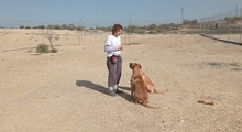 PONGO, Hund, Ca de Bou-Mix in Spanien - Bild 19