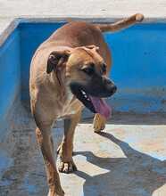 PONGO, Hund, Ca de Bou-Mix in Spanien - Bild 2