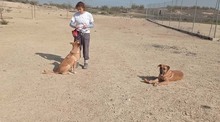 PONGO, Hund, Ca de Bou-Mix in Spanien - Bild 20