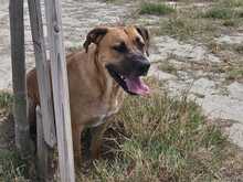 PONGO, Hund, Ca de Bou-Mix in Spanien - Bild 3