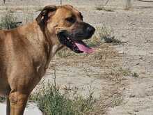 PONGO, Hund, Ca de Bou-Mix in Spanien - Bild 4