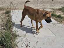 PONGO, Hund, Ca de Bou-Mix in Spanien - Bild 5