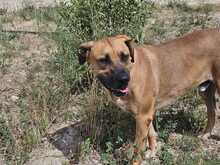 PONGO, Hund, Ca de Bou-Mix in Spanien - Bild 6