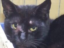 ANGEL, Katze, Europäisch Kurzhaar in Spanien
