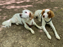 CHICO, Hund, Bretonischer Vorstehhund in München - Bild 8