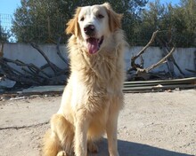 PIPPA, Hund, Mischlingshund in Griechenland - Bild 1