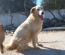 PIPPA, Hund, Mischlingshund in Griechenland - Bild 2