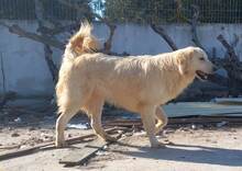 PIPPA, Hund, Mischlingshund in Griechenland - Bild 3