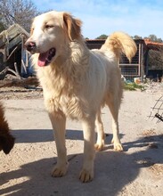 PIPPA, Hund, Mischlingshund in Griechenland - Bild 4