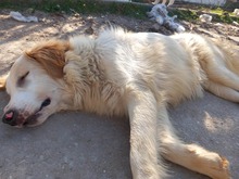PIPPA, Hund, Mischlingshund in Griechenland - Bild 5
