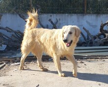 IRO, Hund, Mischlingshund in Griechenland - Bild 1