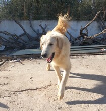 IRO, Hund, Mischlingshund in Griechenland - Bild 2