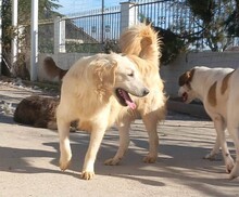 IRO, Hund, Mischlingshund in Griechenland - Bild 3