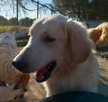 IRO, Hund, Mischlingshund in Griechenland - Bild 4