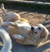 IRO, Hund, Mischlingshund in Griechenland - Bild 5