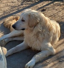 IRO, Hund, Mischlingshund in Griechenland - Bild 7