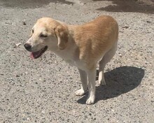TOBI, Hund, Mischlingshund in Griechenland - Bild 1