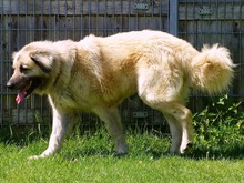 KELLY, Hund, Kangal-Mix in Hamburg - Bild 10