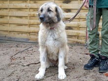 KELLY, Hund, Kangal-Mix in Hamburg - Bild 11