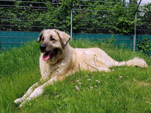 KELLY, Hund, Kangal-Mix in Hamburg - Bild 12