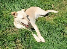 LOLO, Hund, Mischlingshund in Spanien - Bild 3