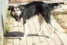 BOURBONWHISKY, Hund, Maremmano-Mix in Dormagen - Bild 15