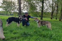 BOURBONWHISKY, Hund, Maremmano-Mix in Dormagen - Bild 7