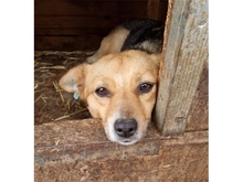 LALE, Hund, Mischlingshund in Rumänien