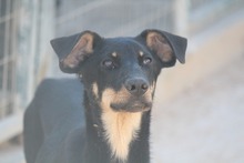 WILLIAMDALTON, Hund, Mischlingshund in Griechenland - Bild 1
