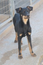 WILLIAMDALTON, Hund, Mischlingshund in Griechenland - Bild 2