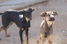 WILLIAMDALTON, Hund, Mischlingshund in Griechenland - Bild 3