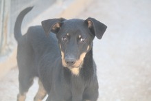 WILLIAMDALTON, Hund, Mischlingshund in Griechenland - Bild 4