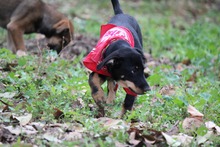 WILLIAMDALTON, Hund, Mischlingshund in Griechenland - Bild 9