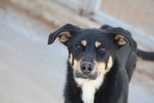 TOFFIFEE, Hund, Mischlingshund in Griechenland - Bild 1