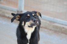 TOFFIFEE, Hund, Mischlingshund in Griechenland - Bild 3