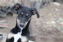 TOFFIFEE, Hund, Mischlingshund in Griechenland - Bild 4