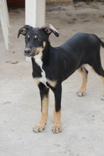 TOFFIFEE, Hund, Mischlingshund in Griechenland - Bild 5