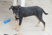 TOFFIFEE, Hund, Mischlingshund in Griechenland - Bild 6
