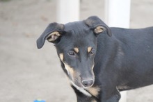 TOFFIFEE, Hund, Mischlingshund in Griechenland - Bild 7