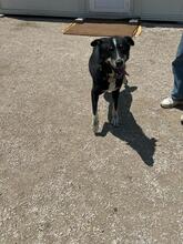 SIYAH, Hund, Mischlingshund in Hohen Pritz - Bild 12