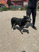 SIYAH, Hund, Mischlingshund in Hohen Pritz - Bild 13