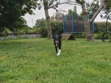 SIYAH, Hund, Mischlingshund in Hohen Pritz - Bild 2