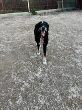 SIYAH, Hund, Mischlingshund in Hohen Pritz - Bild 21