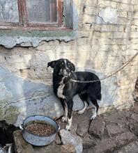 SIYAH, Hund, Mischlingshund in Hohen Pritz - Bild 35