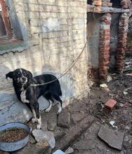 SIYAH, Hund, Mischlingshund in Hohen Pritz - Bild 36