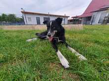 SIYAH, Hund, Mischlingshund in Hohen Pritz - Bild 7